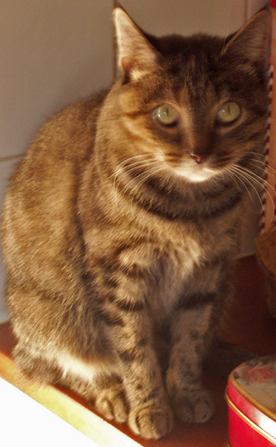 Tiger siting on a kitchen bench.