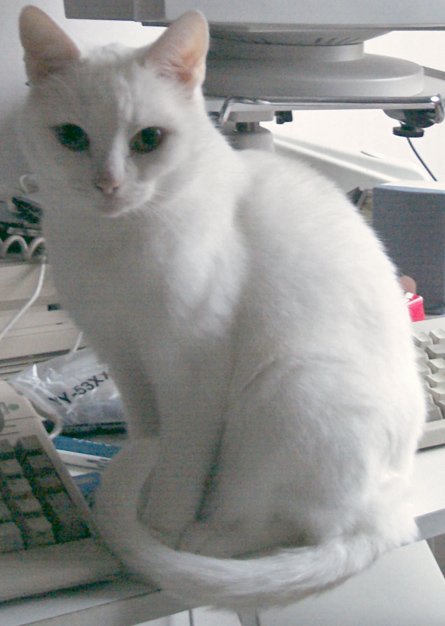 Blanka sitting infront of the computer keyboard.